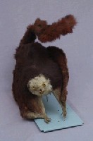 白面鼯鼠藏品圖，第3張